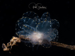 Cyerce elegans - I was trying to show how etheral this pa... by Patricia Sinclair 